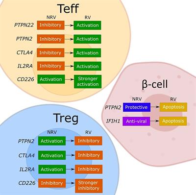 Functional Impact of Risk Gene Variants on the Autoimmune Responses in Type 1 Diabetes